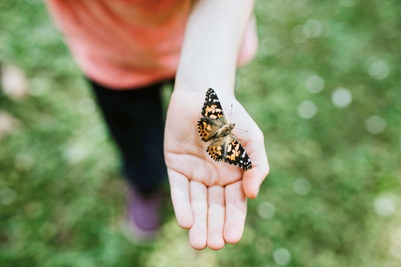 Insect Lore Butterfly Garden Kit, Painted Lady Butterfly Kit with Voucher for Live Caterpillars, Butterfly Habitat, STEM Journal & More Visit the Insect Lore Store - Cart Shape