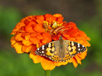 Insect Lore Butterfly Garden Kit, Painted Lady Butterfly Kit with Voucher for Live Caterpillars, Butterfly Habitat, STEM Journal & More Visit the Insect Lore Store - Cart Shape