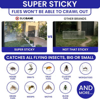 50 Window Fly Traps Sticky Non-Toxic Clear Fly Paper Indoor for Home. No Mess Flies Window Sticky Traps Bug Flies Strips Indoors. Fruit and Housefly Trap Indoor Flypaper Tape Gnat Catcher Killer